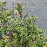 Thymus citriodorus